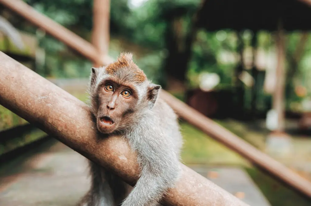 The Most Visited Forest with a beautiful Ancient Ubud Vibe