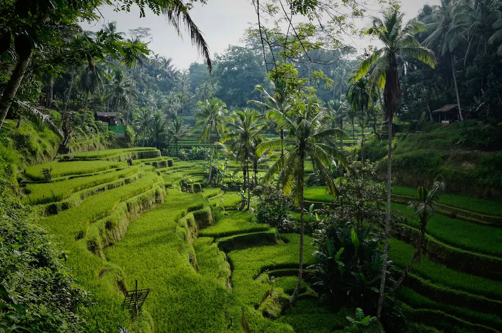 Wide Open Rice Terrace Sight in Ubud